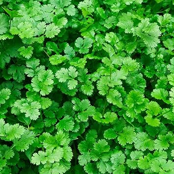Coriander Vegetable Seeds for Planting, heirloom & Non-GMO Seeds