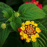 Yellow Verbena Flower Seeds for Planting – Heirloom, Non-GMO, Organic