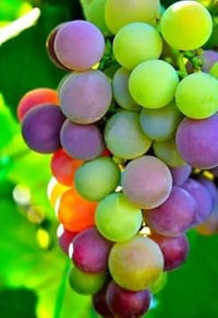 Rainbow Grape Fruit Seeds for Planting - Colorful and Flavorful Grapes for Home Gardens