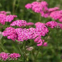 Heirloom Yarrow Flower Seeds for Planting, Non-GMO, Medicinal Herb Garden Seeds for Pollinators - Yarrow for planting in home garden