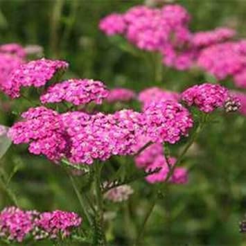 Heirloom Yarrow Flower Seeds for Planting, Non-GMO, Medicinal Herb Garden Seeds for Pollinators - Yarrow for planting in home garden