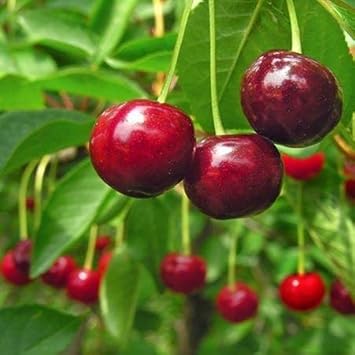 Red Cherries Fruit Seeds for Planting - Sweet, Juicy Red Cherries to Grow in Your Yard, GMO Free