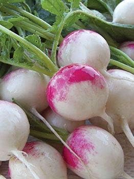 Radish Seeds for Planting, Red Mix, heirloom & Non-GMO Seeds