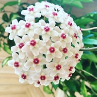 Heirloom Non-GMO Orchid Ball Flower Seeds for Planting – Decorative Blooms for Elegant Gardens