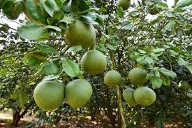 Pomelo Fruit Seeds for Planting – 100 pcs