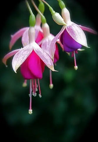 Fuchsia Flower Seeds – Hanging & Potted Garden Plant