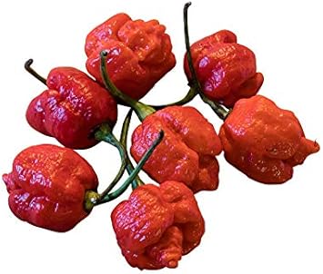 Red Trinidad Scorpion Capsicum chinense for planting in spice garden