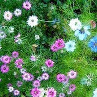 Heirloom Non-GMO Nigella Damascus Flower Seeds for Planting – Unique Blooms for Cottage Gardens