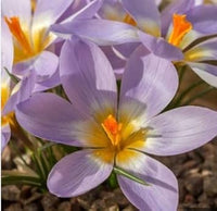 Heirloom Blue Yellow Crocus Flower Seeds – Non-GMO Early Spring Garden Blooms for Planting