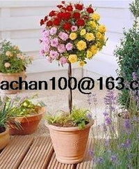 Standard (Standard scientific name) for planting in garden