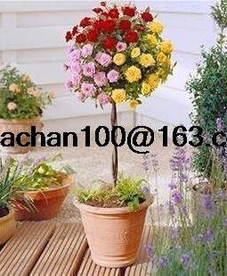 Standard (Standard scientific name) for planting in garden