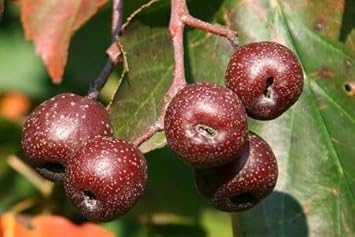 Sorbus Fruit Seeds - 20pcs, Beautiful Tree for Edible Berries and Ornamental Plants 100 pcs