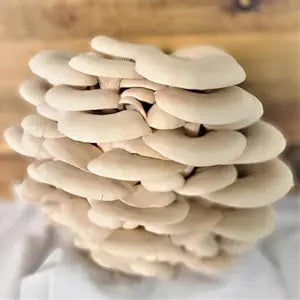 Rare Edible Mushroom Seeds - 20 Types for Happy Farm Gardening