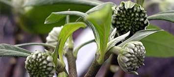 Edgeworthia Flower Seeds for Planting - 100 pcs