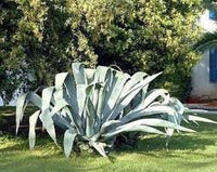 Heirloom Non-GMO Agave Plant Seeds for Planting for Xeriscape Gardens - Non-GMO for planting in home garden