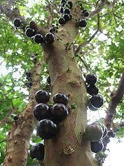Jaboticaba fruit tree seeds