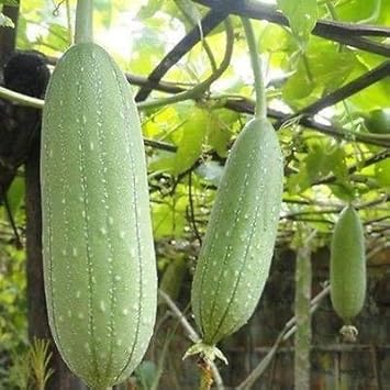 Green Luffa Sponge Seeds for Planting heirloom & Non-GMO Seeds