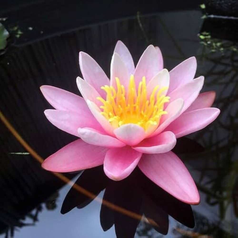 Lily Mixed Perennial Flower Seeds