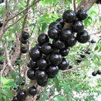 Blue Nipple Fruit Seeds - Colorful and Unique Fruit for Your Garden 100 pcs