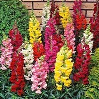 Heirloom Non-GMO Snapdragon Flower Seeds for Planting – Colorful Garden Bloom Seeds