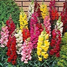 Heirloom Non-GMO Snapdragon Flower Seeds for Planting – Colorful Garden Bloom Seeds