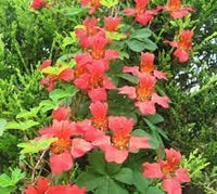 Heirloom Scottish Flame Flower Seeds for Planting, Non-GMO