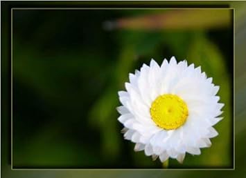 White Winged Flower Seeds for Planting - 100 pcs