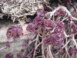 Heirloom Non-GMO Sedum Carpet Flower Seeds – Succulent Ground Cover Flower Seeds for Planting - Non-GMO for planting in home garden