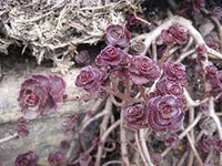Heirloom Non-GMO Sedum Carpet Flower Seeds – Succulent Ground Cover Flower Seeds for Planting - Non-GMO for planting in home garden