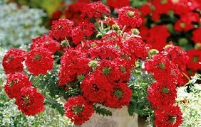 Cress Seeds for Planting – Organic, Heirloom, Non-GMO Flower Seeds