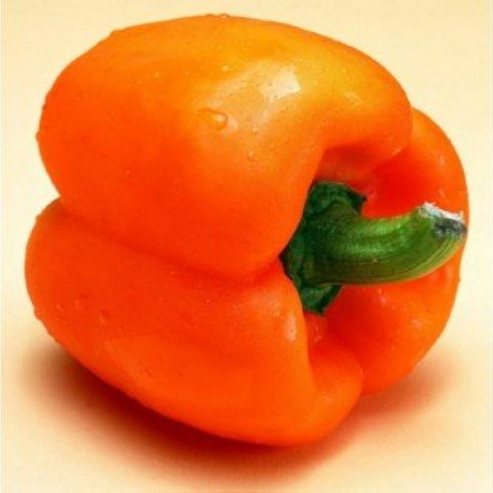 Orange sweet pepper plant grown from seeds with glossy orange fruits and mild, sweet flavor