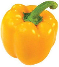 Sunbright (Paprika) for planting in garden