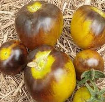 Yellow Brown Tomato Vegetable Seeds for Planting- heirloom & Non-GMO Seeds