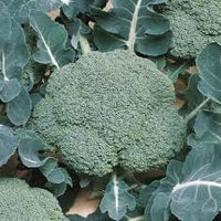 Broccoli Seeds for Planting - 100 pcs