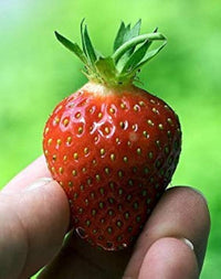 Earliglow – Strawberry Plants