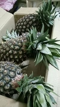 Blackberry Fruit Seeds - Delicious and Juicy Berries for Your Garden 100 pcs