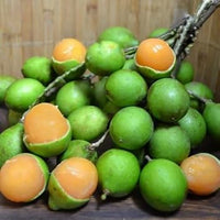 Mamoncillo Fruit Seeds for Planting - Growing Sweet, Tropical Treats, Heirloom and GMO Free Seeds