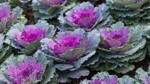 Kale Brassica oleracea seeds for garden planting