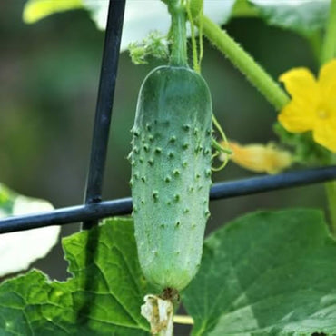 Gateway – Cucumber Seed