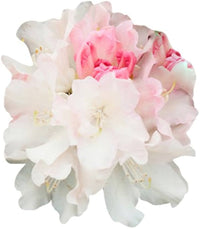 Rhododendron Mixed Colors Flower Seeds for Indoor and Outdoor Planting