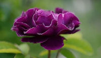 Purple Camellia Seeds for Planting – Organic, Heirloom, Non-GMO Flower Seeds