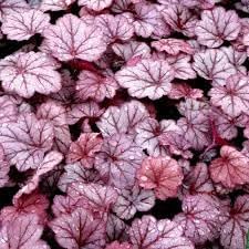 Baby Pink Heuchera Flower Seeds for Planting - Heirloom, NON-GMO Seeds for Garden Growth - Pink for planting in home garden