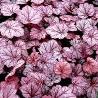 Baby Pink Heuchera Flower Seeds for Planting - Heirloom, NON-GMO Seeds for Garden Growth - Pink for planting in home garden