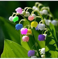 Bell Orchid Flower - for planting in home garden