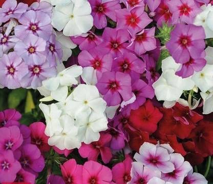 Phlox Flower Seeds Mixed Colors for Pots & Gardens