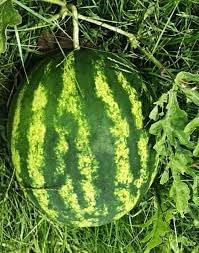 Klondike watermelon Citrullus lanatus seeds for heirloom garden