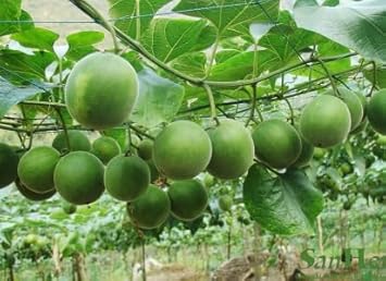 Luo Han Guo Fruit Seeds for Planting - Growing Sweet, Medicinal Fruits, Heirloom Seeds