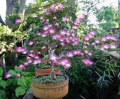 Heirloom Calliandra Flower Seeds, Non-GMO Powder Puff Blooms for Hummingbird-Friendly Garden Planting