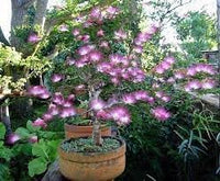 Heirloom Calliandra Flower Seeds, Non-GMO Powder Puff Blooms for Hummingbird-Friendly Garden Planting