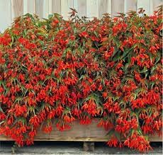 Heirloom Non-GMO Trailing Begonia Flower Seeds for Planting – Cascading Shade-Loving Blooms